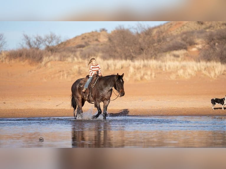 American Quarter Horse Castrone 7 Anni Baio roano in Canyon, TX