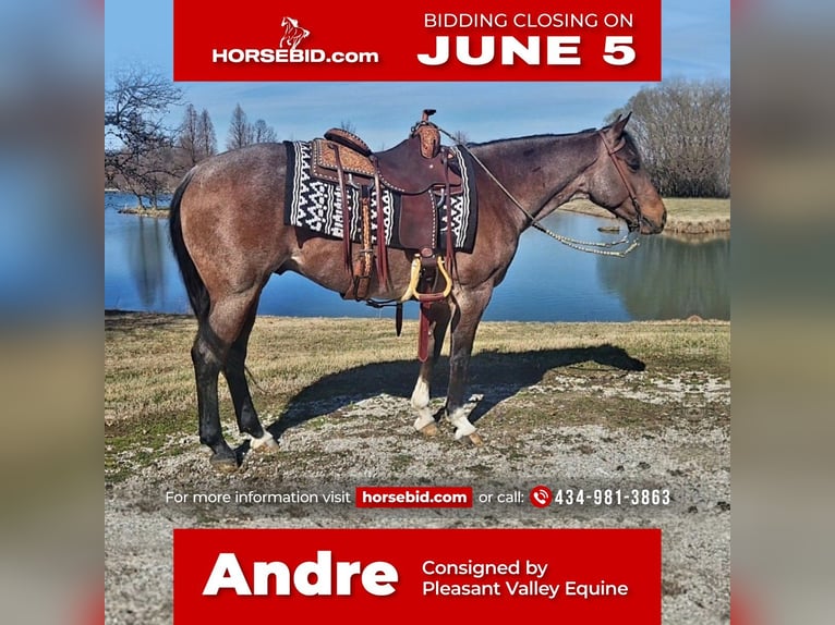 American Quarter Horse Castrone 7 Anni Baio roano in Robards, KY