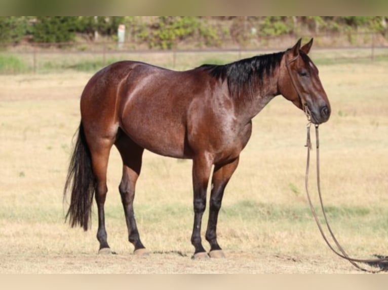 American Quarter Horse Castrone 7 Anni Baio roano in Fort Worth TX