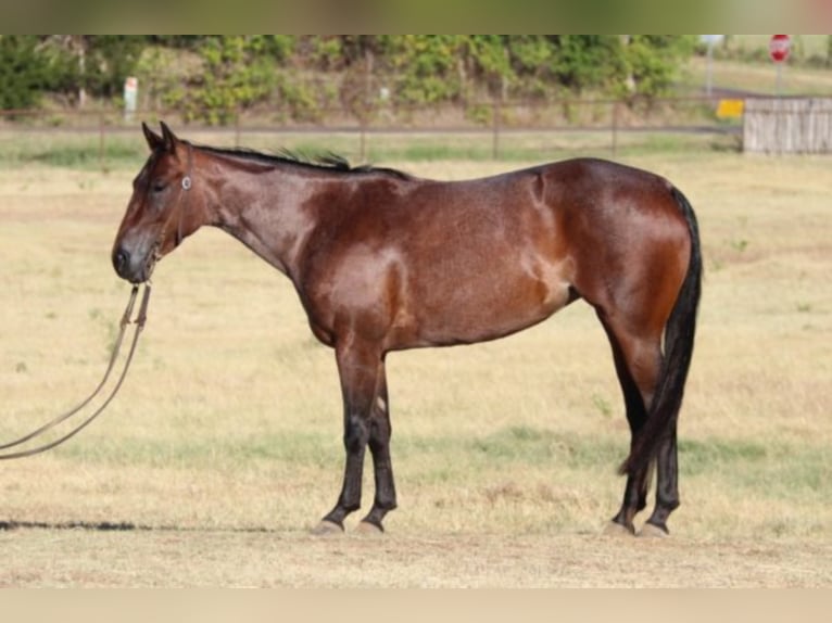 American Quarter Horse Castrone 7 Anni Baio roano in Fort Worth TX