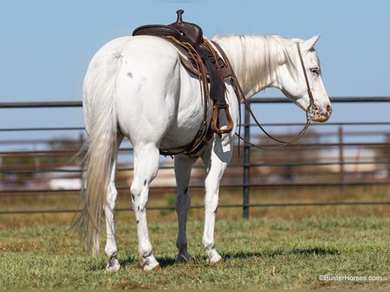 American Quarter Horse Castrone 7 Anni Bianco in Weatherford, TX