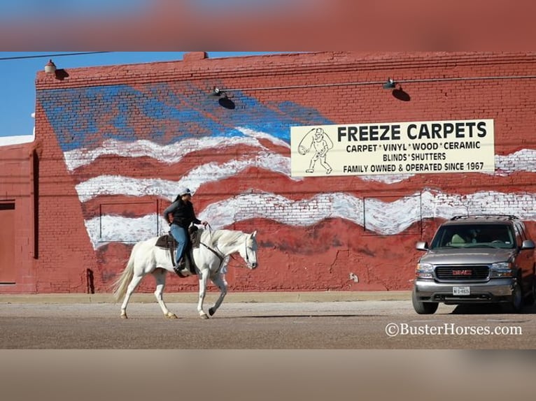 American Quarter Horse Castrone 7 Anni Bianco in Weatherford, TX