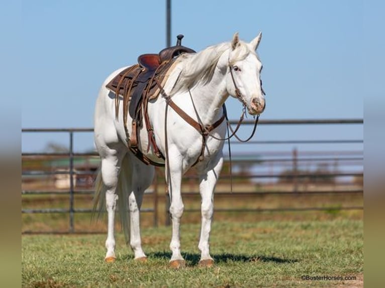 American Quarter Horse Castrone 7 Anni Bianco in Weatherford, TX