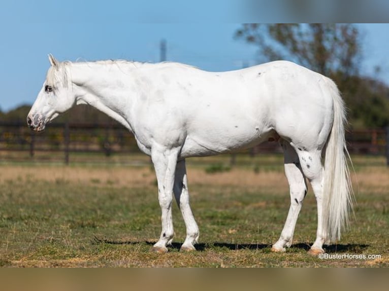 American Quarter Horse Castrone 7 Anni Bianco in Weatherford, TX