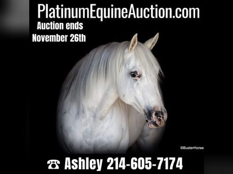 American Quarter Horse Castrone 7 Anni Bianco in Weatherford, TX