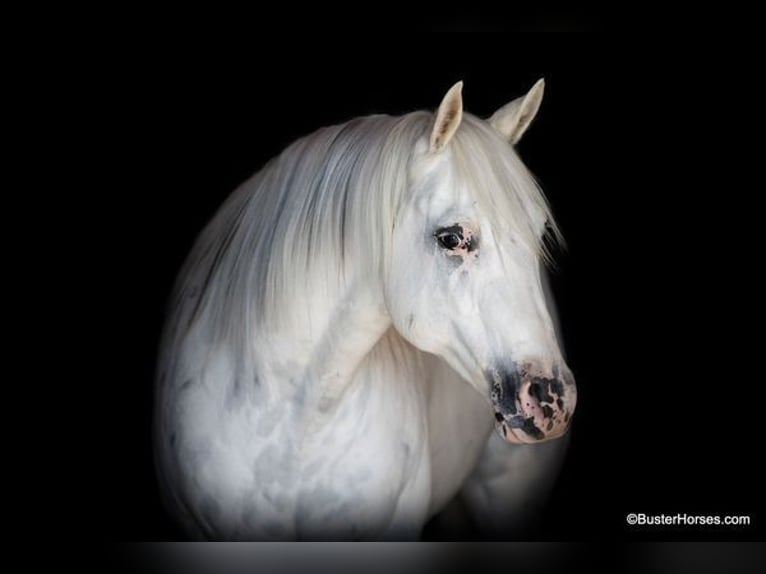 American Quarter Horse Castrone 7 Anni Bianco in Weatherford, TX