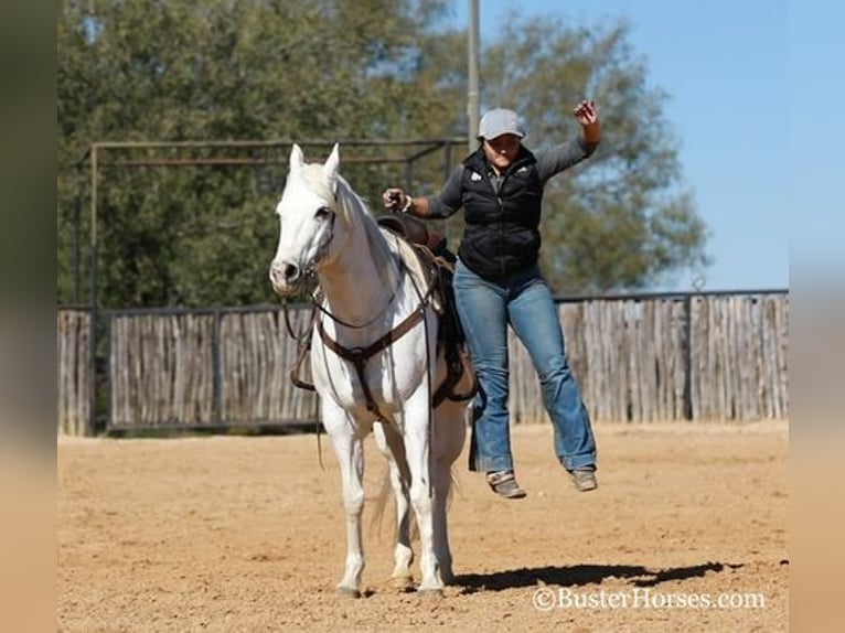 American Quarter Horse Castrone 7 Anni Bianco in Weatherford, TX