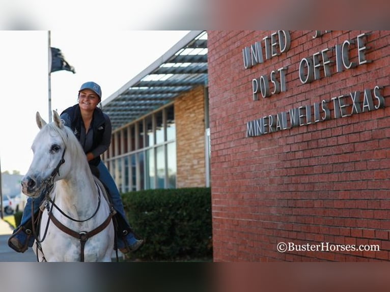 American Quarter Horse Castrone 7 Anni Bianco in Weatherford, TX