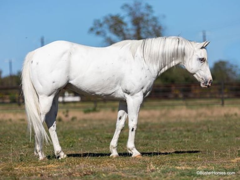 American Quarter Horse Castrone 7 Anni Bianco in Weatherford, TX