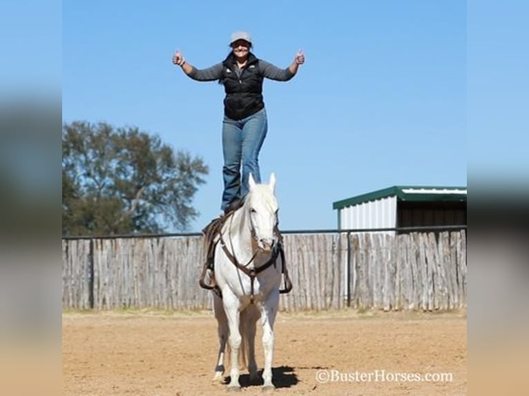 American Quarter Horse Castrone 7 Anni Bianco in Weatherford, TX