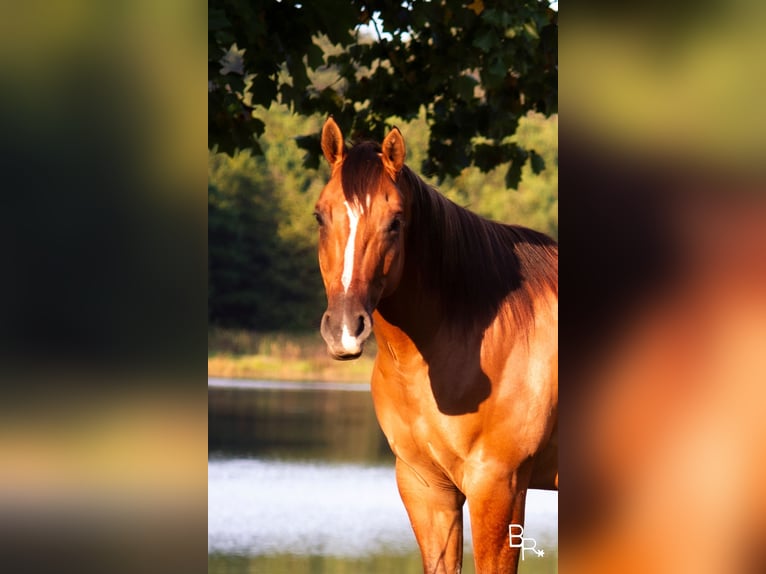 American Quarter Horse Castrone 7 Anni Falbo in Mountain Grove MO