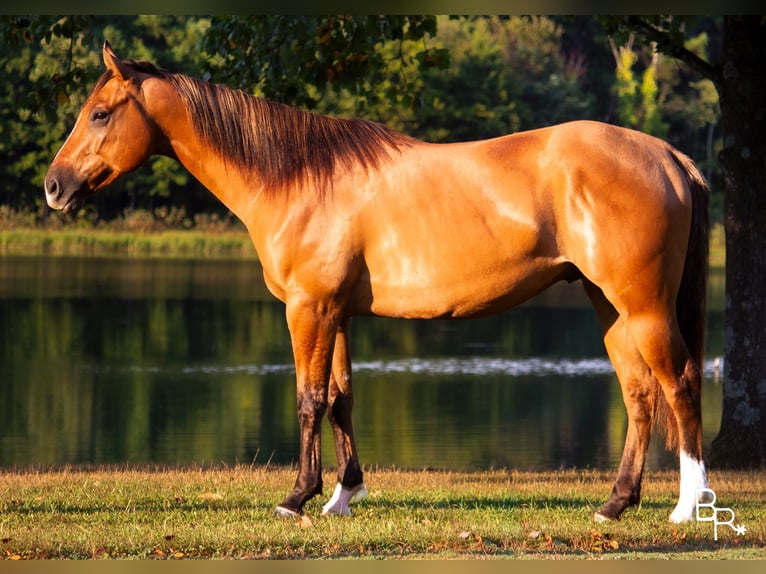 American Quarter Horse Castrone 7 Anni Falbo in Mountain Grove MO