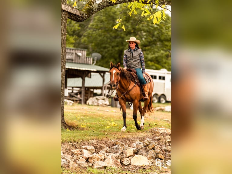 American Quarter Horse Castrone 7 Anni Falbo in Mountain Grove MO