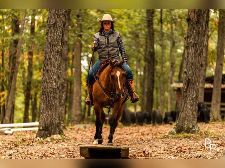 American Quarter Horse Castrone 7 Anni Falbo in Mountain Grove MO