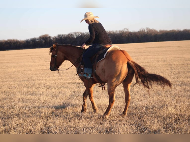 American Quarter Horse Castrone 7 Anni Falbo in Stephenville, TX