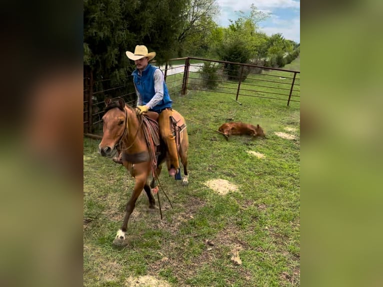 American Quarter Horse Castrone 7 Anni Falbo in Stephenville, TX