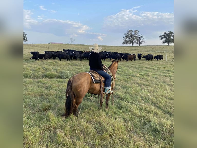 American Quarter Horse Castrone 7 Anni Falbo in Stephenville, TX