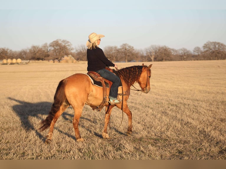 American Quarter Horse Castrone 7 Anni Falbo in Stephenville, TX