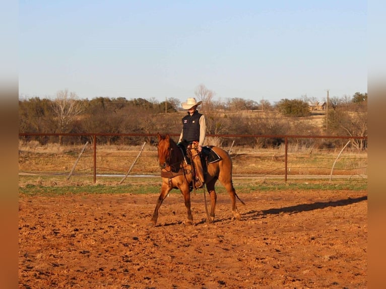 American Quarter Horse Castrone 7 Anni Falbo in Stephenville, TX