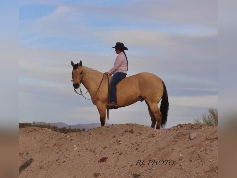 American Quarter Horse Castrone 7 Anni Falbo in Congress, AZ