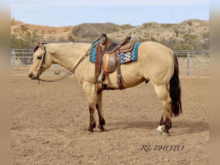 American Quarter Horse Castrone 7 Anni Falbo in Congress, AZ