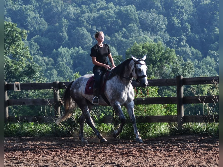 American Quarter Horse Castrone 7 Anni Grigio in Strasburg