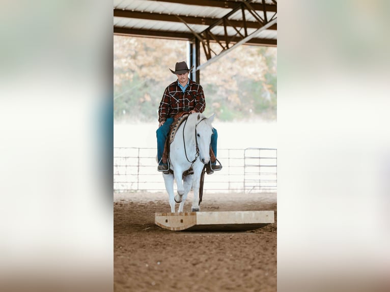 American Quarter Horse Castrone 7 Anni Grigio in Cole Camp MO