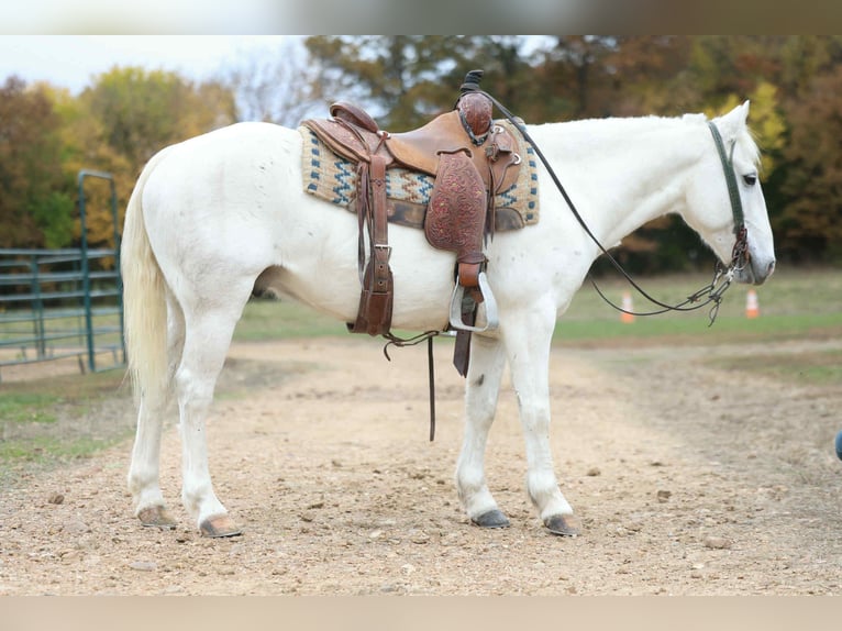 American Quarter Horse Castrone 7 Anni Grigio in Cole Camp MO