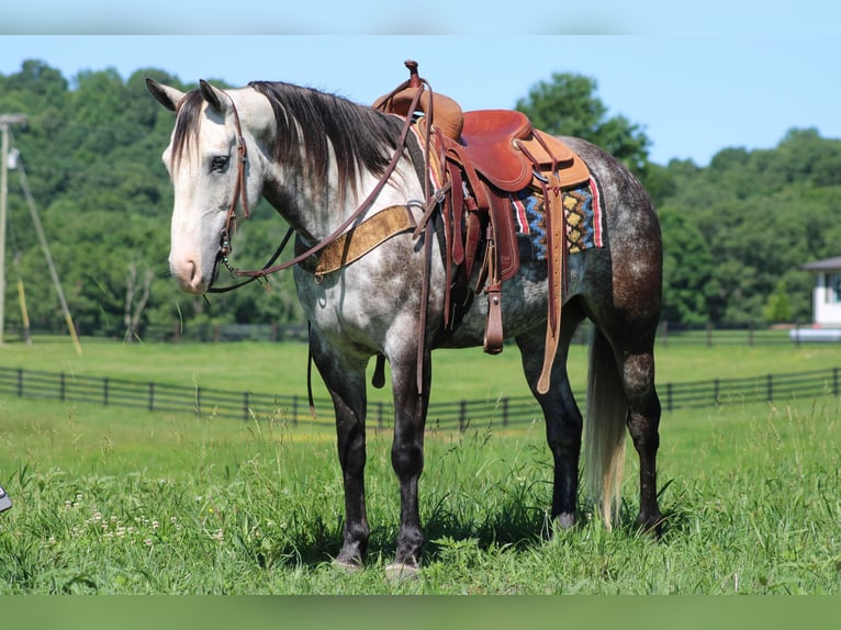 American Quarter Horse Castrone 7 Anni Grigio pezzato in Priceville KY