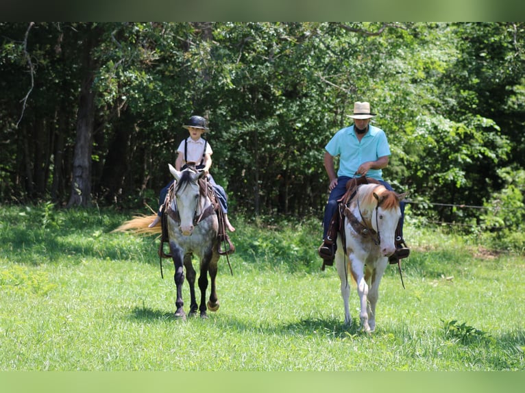 American Quarter Horse Castrone 7 Anni Grigio pezzato in Priceville KY