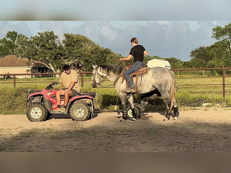 American Quarter Horse Castrone 7 Anni Grigio in Winnie