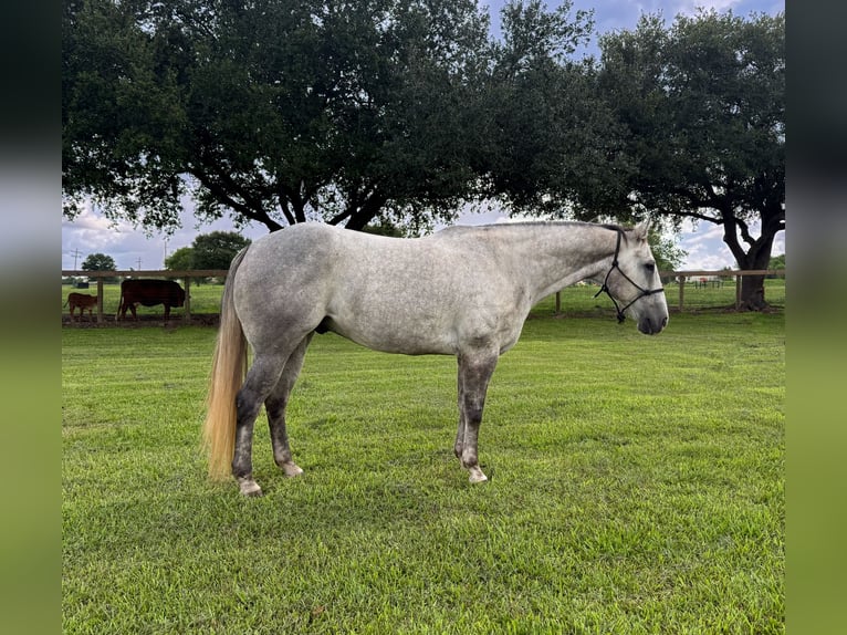 American Quarter Horse Castrone 7 Anni Grigio in Winnie