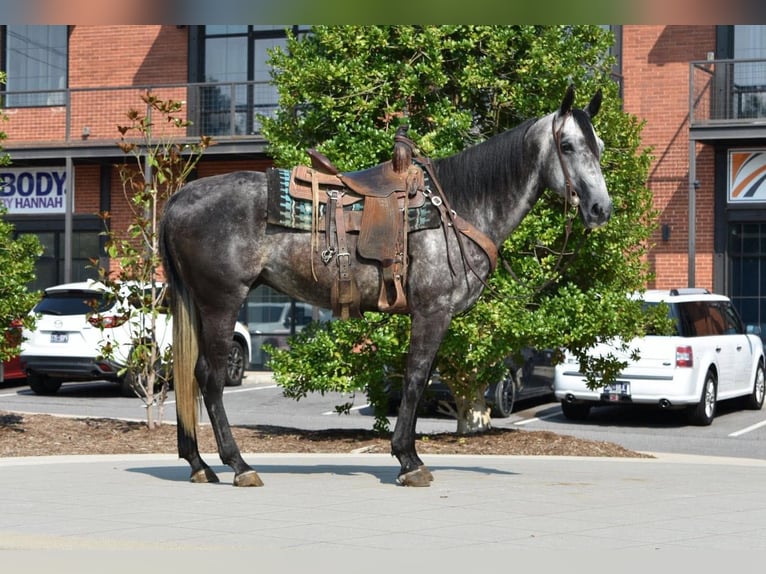 American Quarter Horse Castrone 7 Anni Grigio in Cleveland