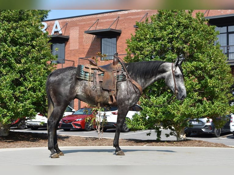 American Quarter Horse Castrone 7 Anni Grigio in Cleveland