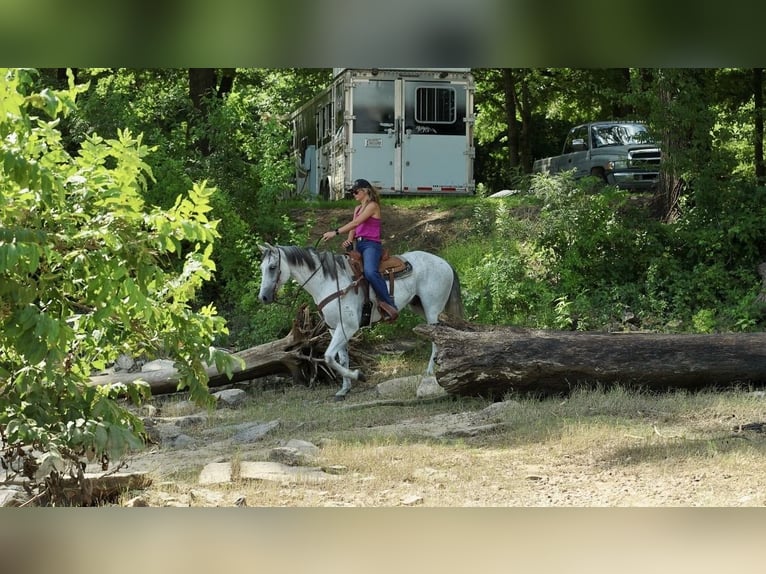 American Quarter Horse Castrone 7 Anni Grigio in Damascus