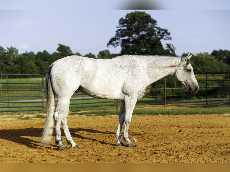 American Quarter Horse Castrone 7 Anni Grigio in Damascus