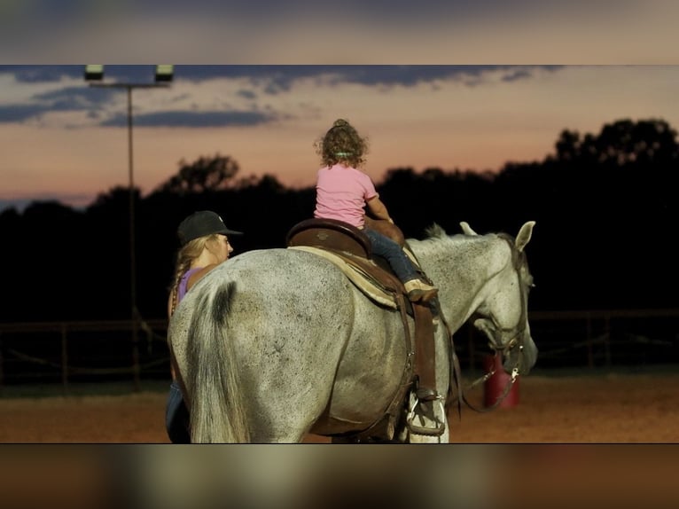 American Quarter Horse Castrone 7 Anni Grigio in Damascus
