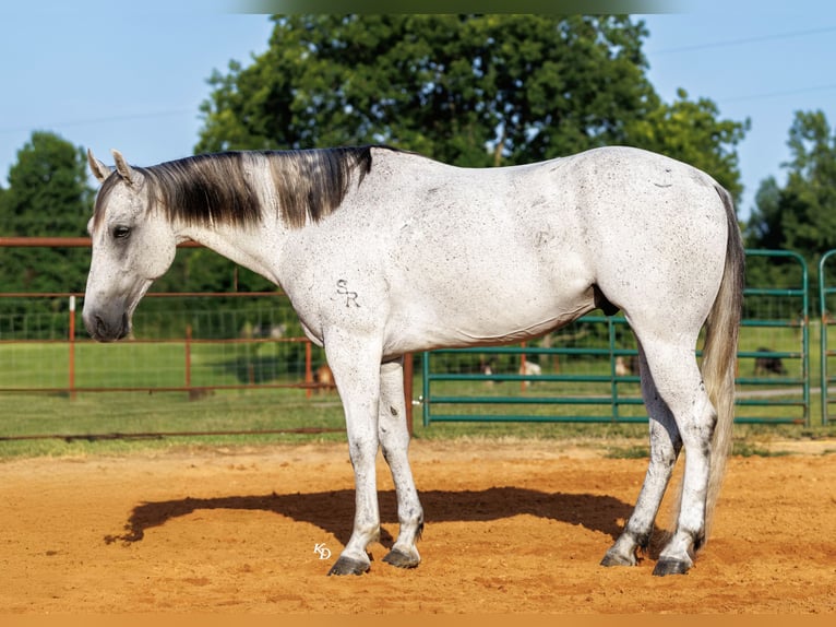 American Quarter Horse Castrone 7 Anni Grigio in Damascus