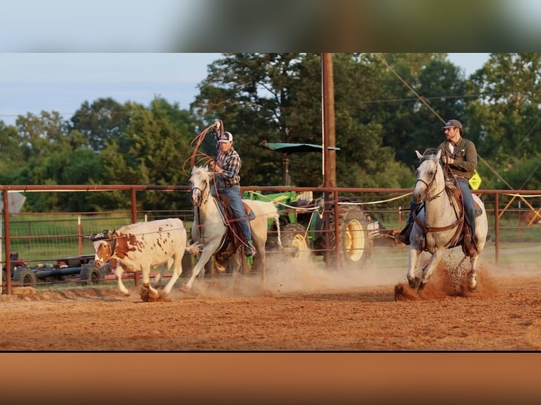 American Quarter Horse Castrone 7 Anni Grigio in Damascus