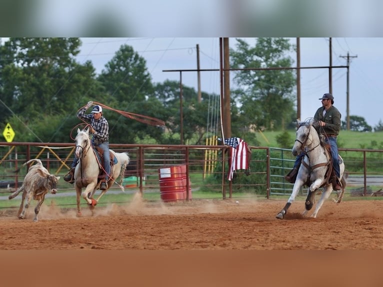 American Quarter Horse Castrone 7 Anni Grigio in Damascus