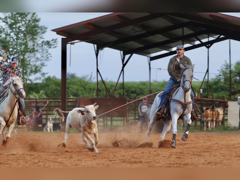 American Quarter Horse Castrone 7 Anni Grigio in Damascus