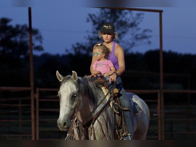 American Quarter Horse Castrone 7 Anni Grigio in Damascus