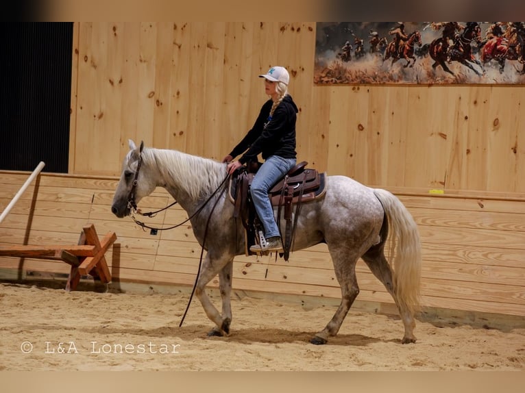 American Quarter Horse Castrone 7 Anni Grigio in Needmore