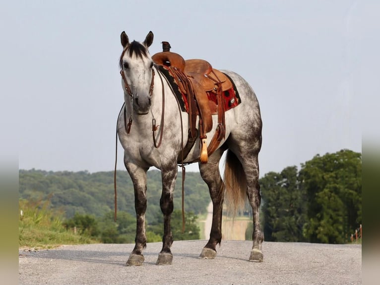 American Quarter Horse Castrone 7 Anni Grigio in Mount Vernon