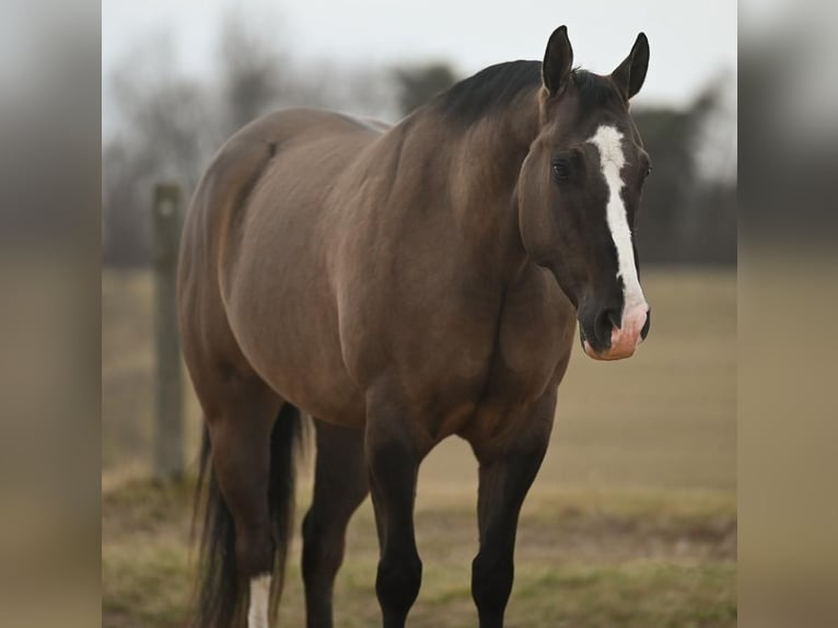 American Quarter Horse Castrone 7 Anni Grullo in Jackson, OH