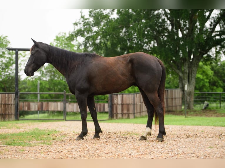 American Quarter Horse Castrone 7 Anni Morello in Savoy  TX