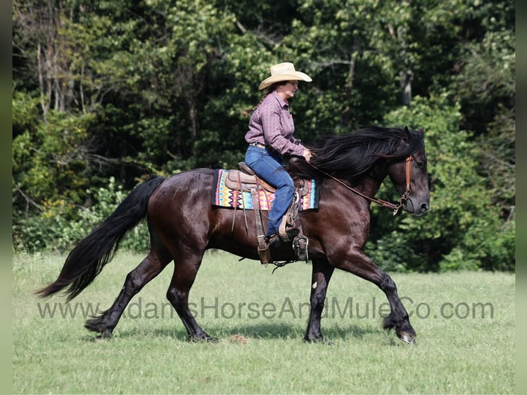American Quarter Horse Castrone 7 Anni Morello in Mount Vernon