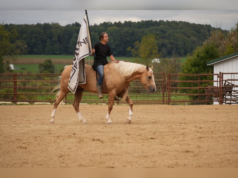 American Quarter Horse Castrone 7 Anni Palomino in Fresno