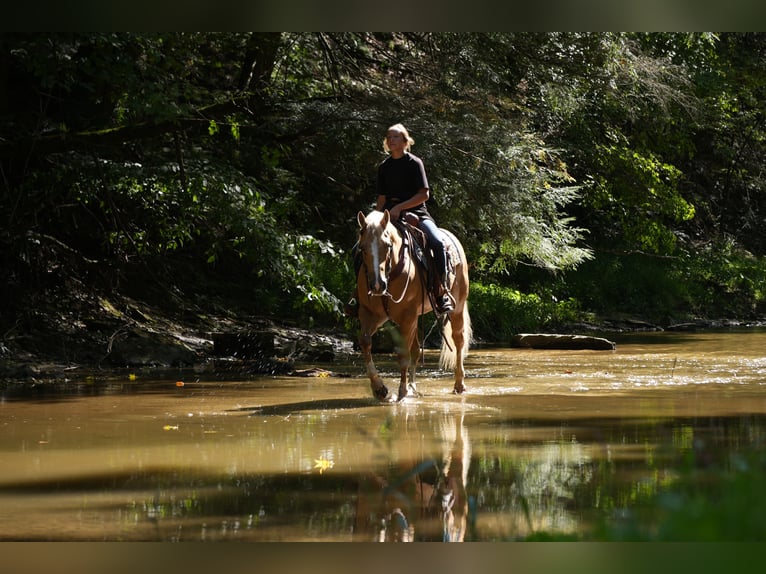American Quarter Horse Castrone 7 Anni Palomino in Fresno