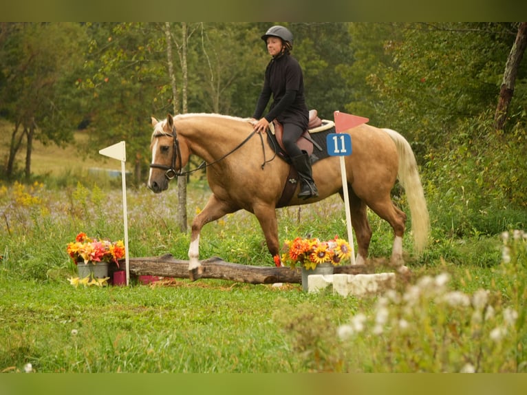 American Quarter Horse Castrone 7 Anni Palomino in Fresno